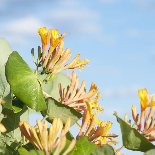 Honeysuckle Jasmine Fragrance Oil