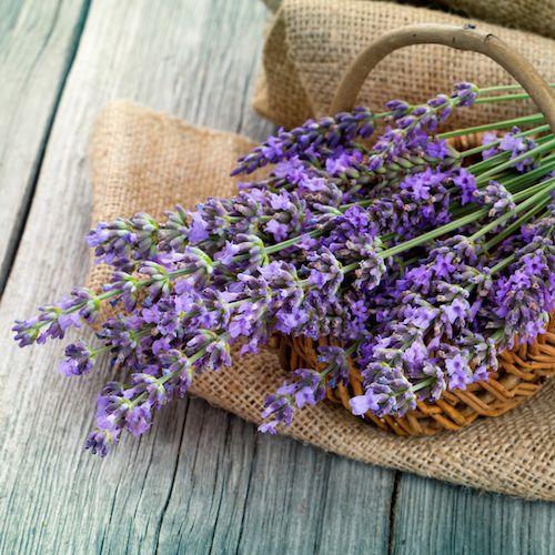 Candle Fragrance Oil